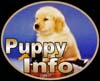 golden retrievers, golden retriever breeder, golden retriever puppies, lyric goldens, Puppy Information